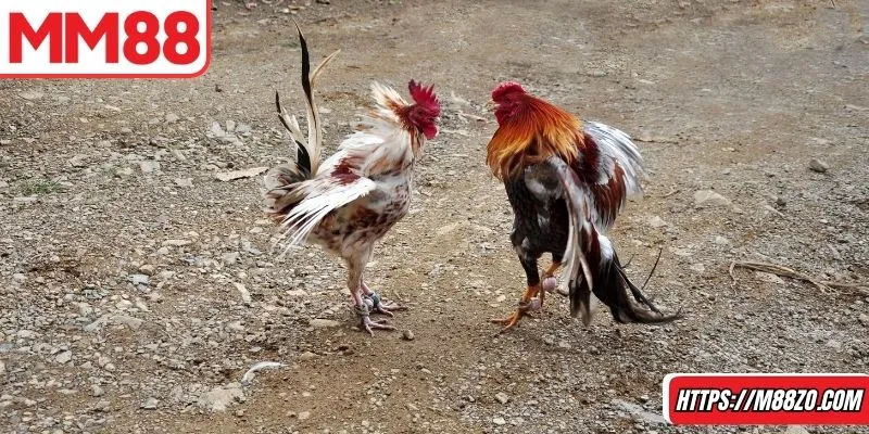 Hình thức truyền thống là linh hồn của sảnh game